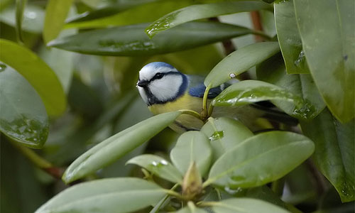 Blue Tit