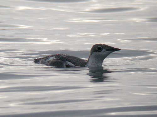 Long-billed Murrelet