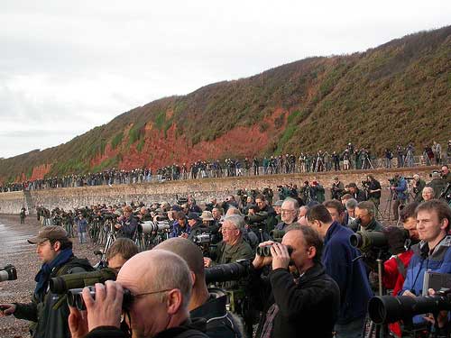 twitchers, Dawlish, 12-Nov-06