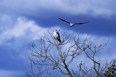 Elanus caeruleus