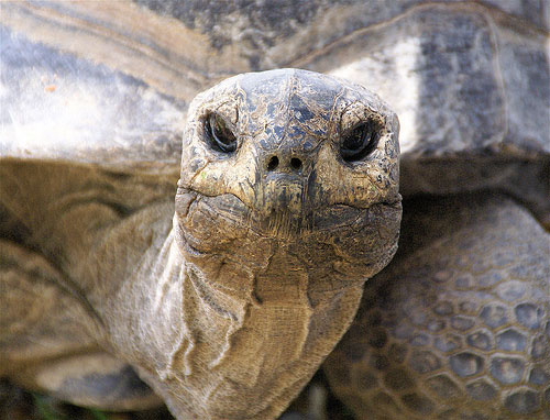 500 Pound Tortoise