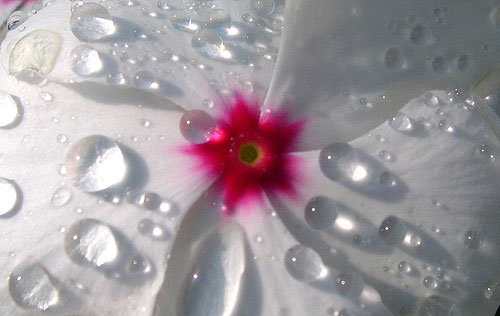 White Vinca wet