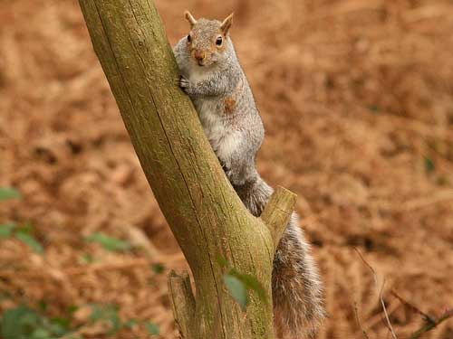 Grey Squirrel, Sandringham, 29-Jan-08