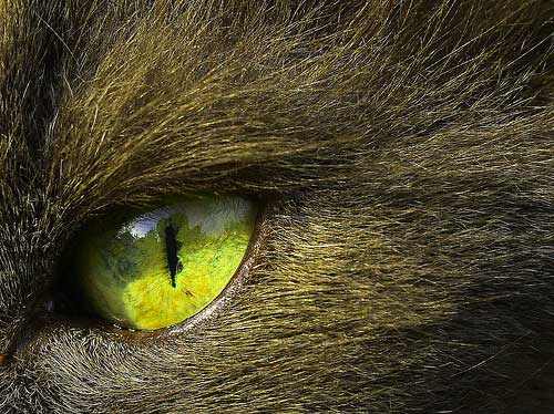 Green eye