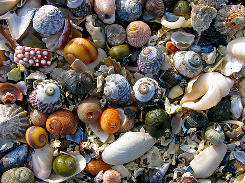 Shell pick 'n' mix, lightly arranged