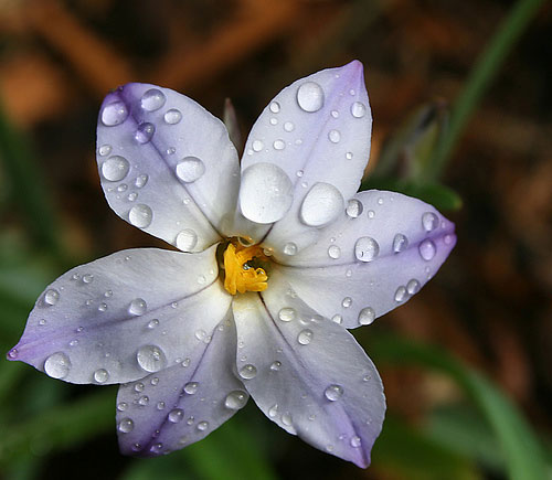 Purple Flower