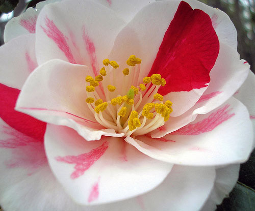 camellia, 'lady van sittart'