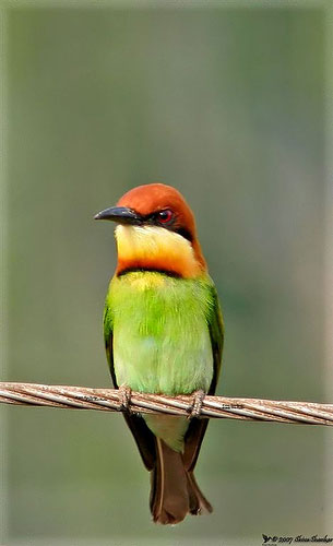 Chestnut-headed Bee-eater