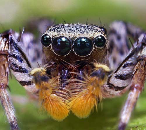 Bizarre Dimorphic Jumping Spider Face - (Maevia inclemens)